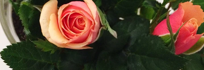 Nahaufnahme von orangen Rosen